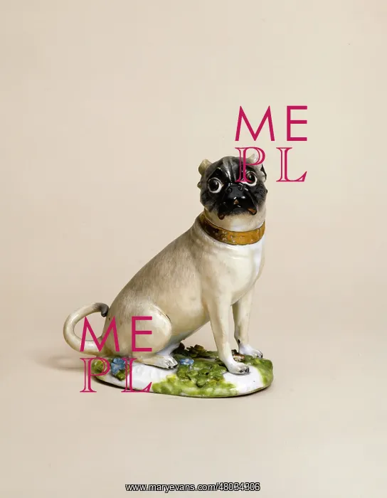 : Male pug dog : Male pug dog