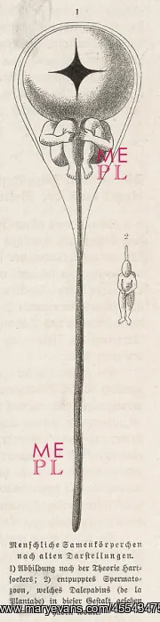 : Male Sperm : Male Sperm