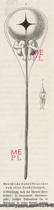  : Male Sperm