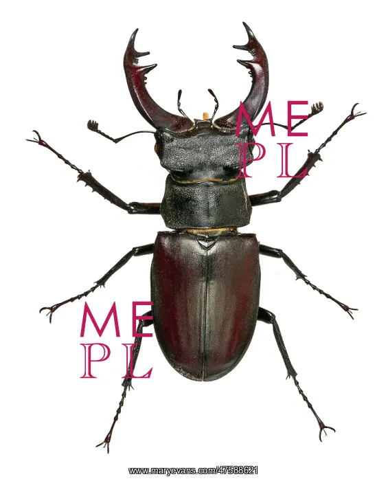  : Male stag Beetle (Lucanus cervus)
