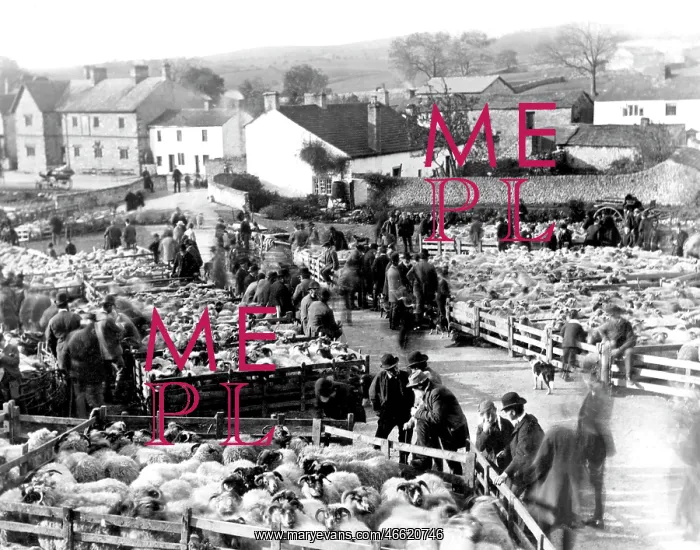  : Malham, a Sheep Sale on the Green c1910