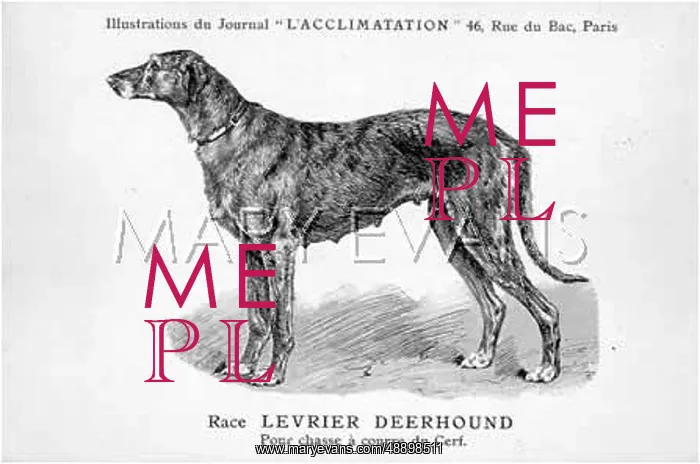 : MALHER / DEERHOUND : MALHER / DEERHOUND