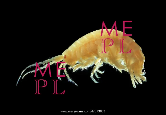 : Mallacoota insignis : Mallacoota insignis