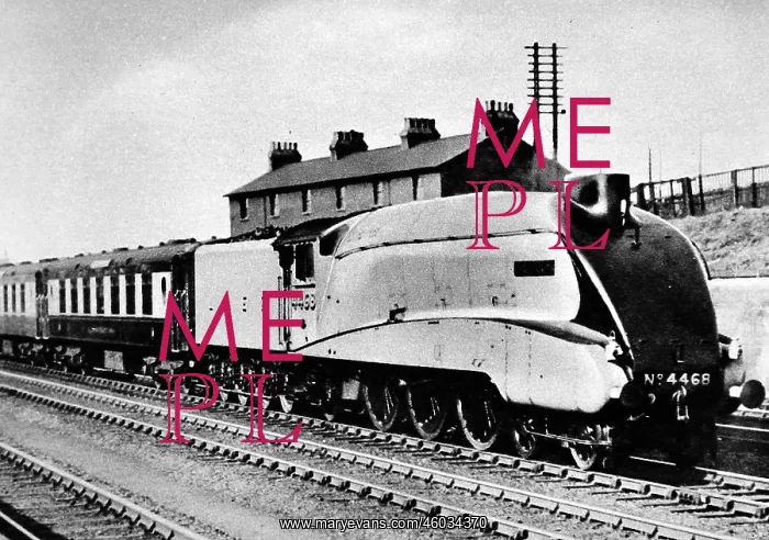 : The Mallard : The Mallard