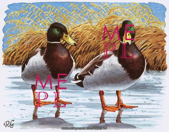 : Mallard. A Pair of Mallards on frozen pond : Mallard. A Pair of Mallards on frozen pond