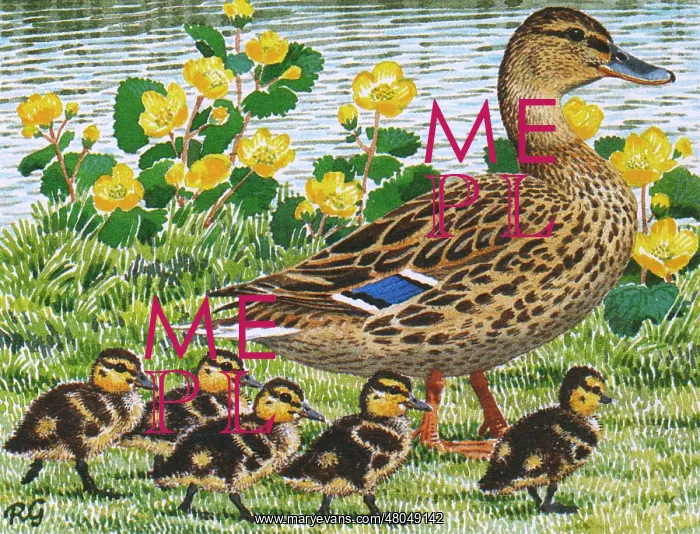 : Mallard. Female Mallard strolls along a river bank with her five ducklings : Mallard. Female Mallard strolls along a river bank with her five ducklings