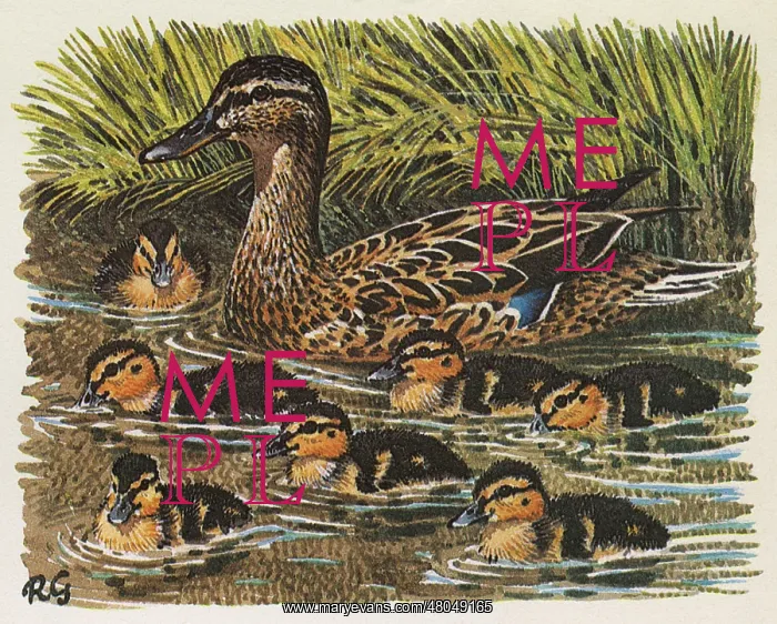 : Mallard (Anas platyrhynchos). A female Mallard swims with her ducklings : Mallard (Anas platyrhynchos). A female Mallard swims with her ducklings