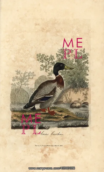 : Mallard, Anas boschas, wild duck, Anas platyrhynchos : Mallard, Anas boschas, wild duck, Anas platyrhynchos