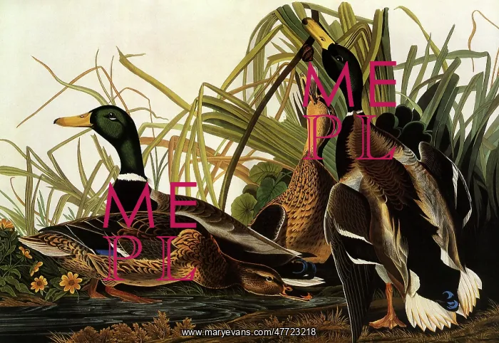: Mallard, Anas platyrhynchus : Mallard, Anas platyrhynchus