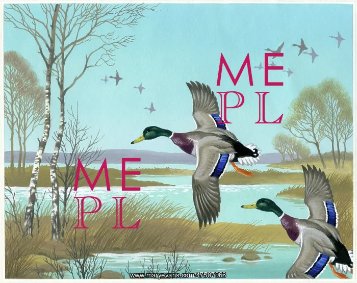  : Mallard Drakes over Marsh