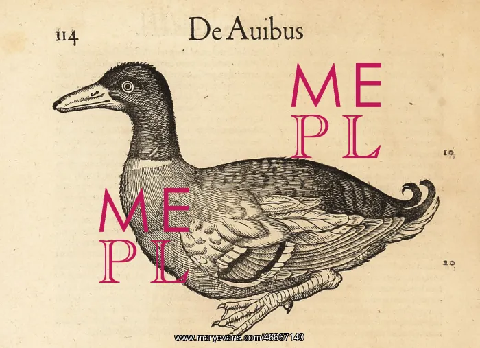 : Mallard duck, Anas platyrhynchos : Mallard duck, Anas platyrhynchos