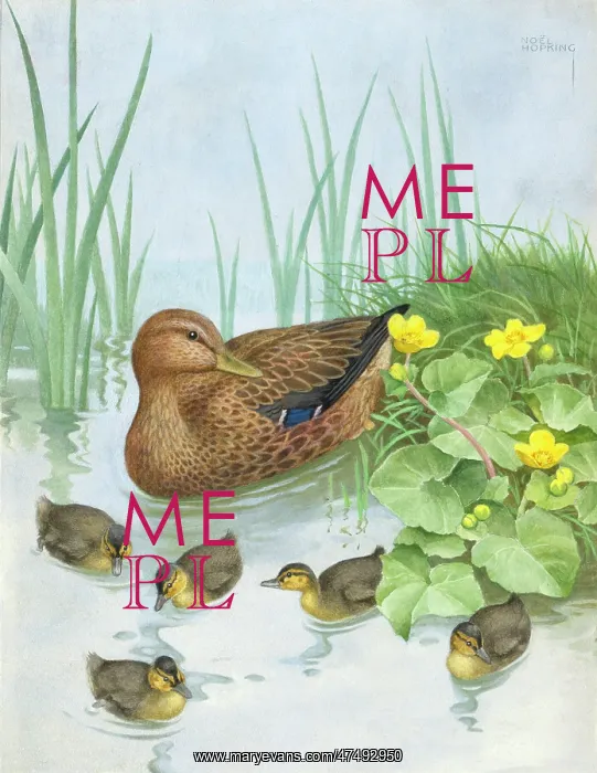 : Mallard duck and ducklings, with kingcups : Mallard duck and ducklings, with kingcups