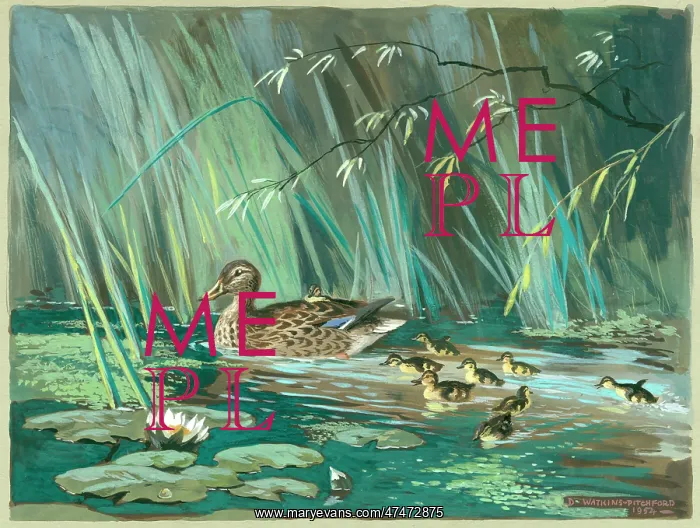  : Mallard duck and family