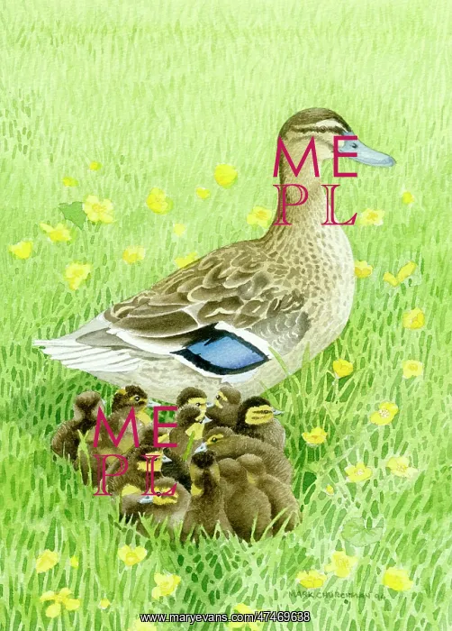  : Mallard and Ducklings - in grass with buttercups