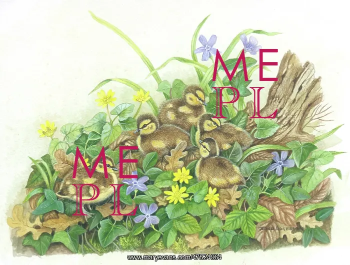 : Mallard Ducklings among leaves and flowers : Mallard Ducklings among leaves and flowers