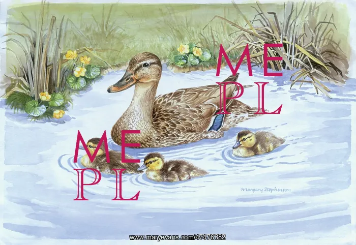 : Mallard and Ducklings Swimming : Mallard and Ducklings Swimming