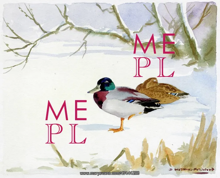  : Mallard Ducks