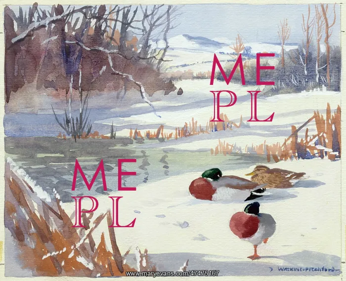  : Three mallard ducks