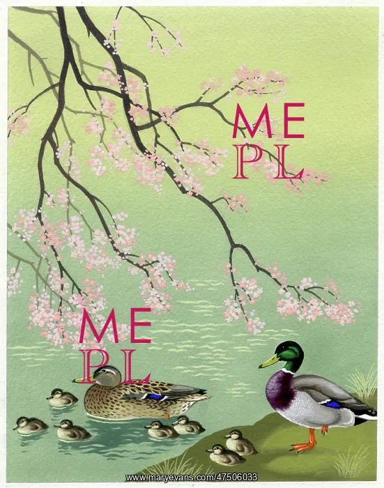 : Mallard ducks and almond blossom : Mallard ducks and almond blossom