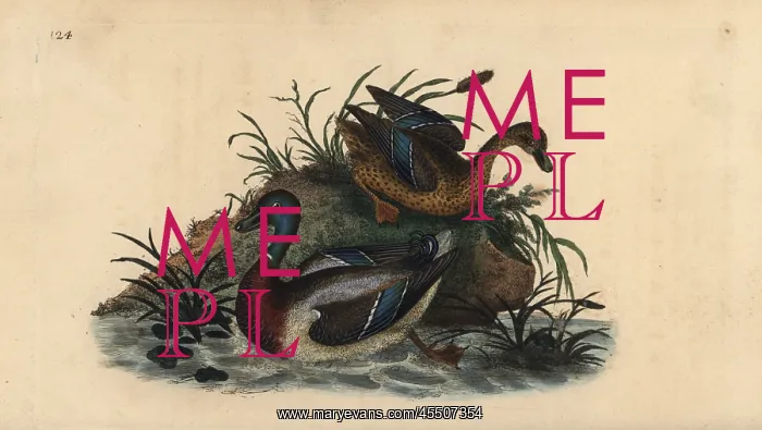 : Mallard ducks, Anas platyrhynchos, male and female pair : Mallard ducks, Anas platyrhynchos, male and female pair