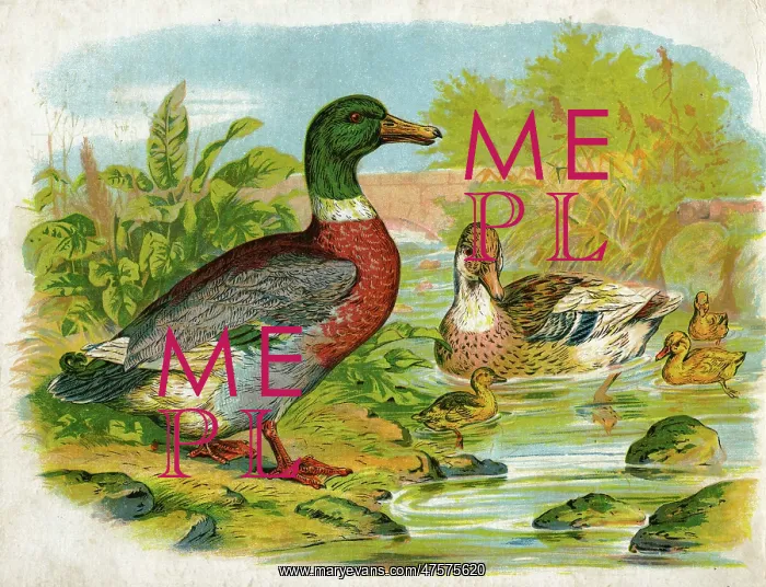 : Mallard ducks and ducklings : Mallard ducks and ducklings