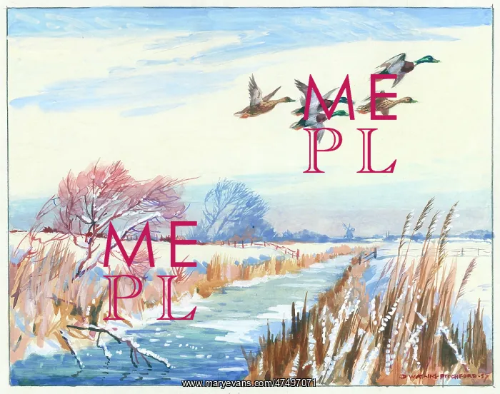 : Mallard ducks flying over a dyke in winter : Mallard ducks flying over a dyke in winter