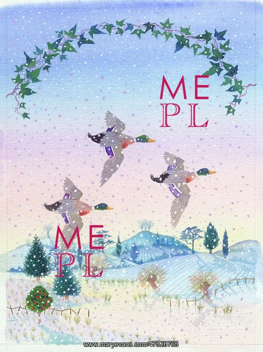 : Mallard ducks flying over hills and fields in snow : Mallard ducks flying over hills and fields in snow