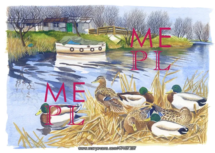 : Mallard ducks by a river : Mallard ducks by a river