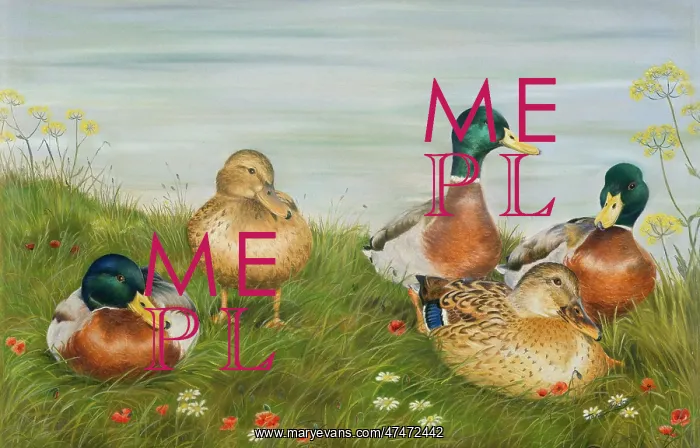  : Mallard ducks on a river bank