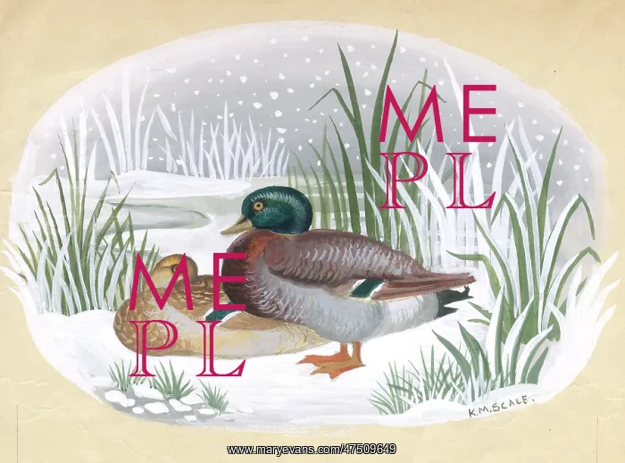 : Mallard ducks in the snow : Mallard ducks in the snow