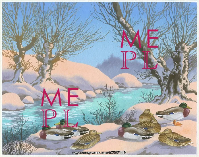 : Mallard ducks in the snow beside river : Mallard ducks in the snow beside river