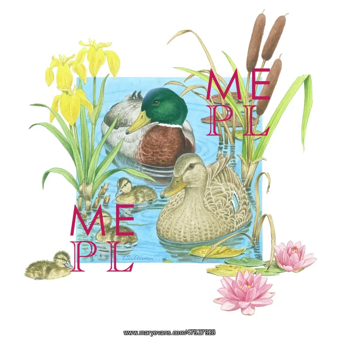 : Mallard pair and three ducklings : Mallard pair and three ducklings
