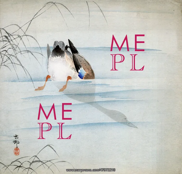 : Mallard peering underwater : Mallard peering underwater
