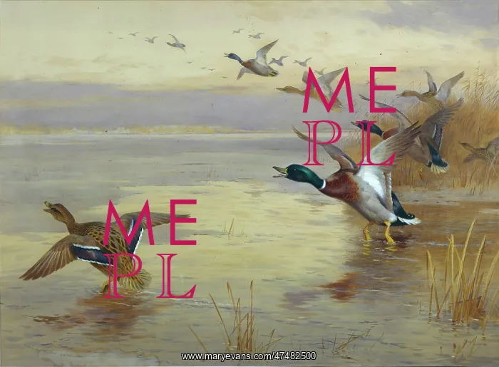 : Mallard Rising : Mallard Rising