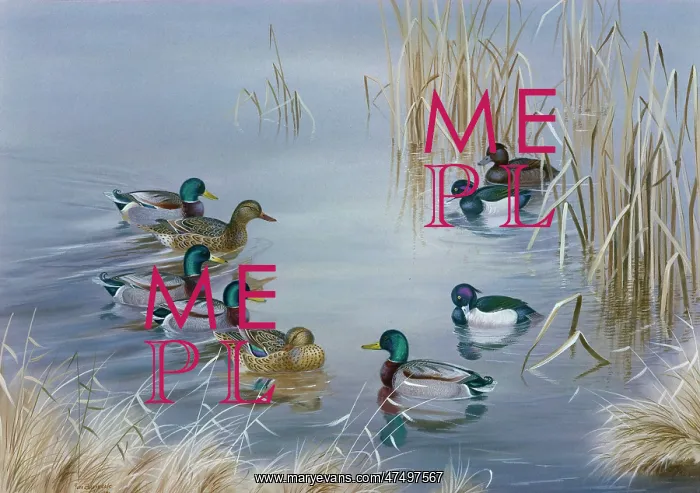 : Mallard and Tufted Ducks Feeding : Mallard and Tufted Ducks Feeding