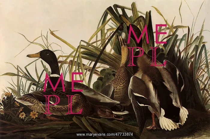  : Mallards