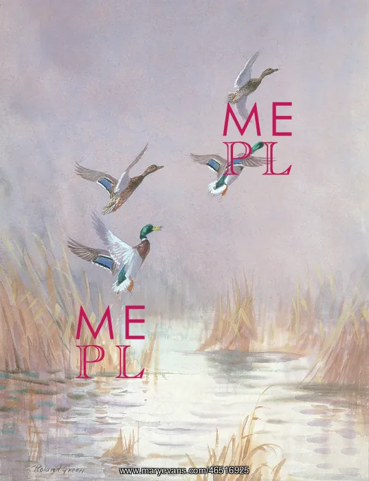  : Mallards Disturbed