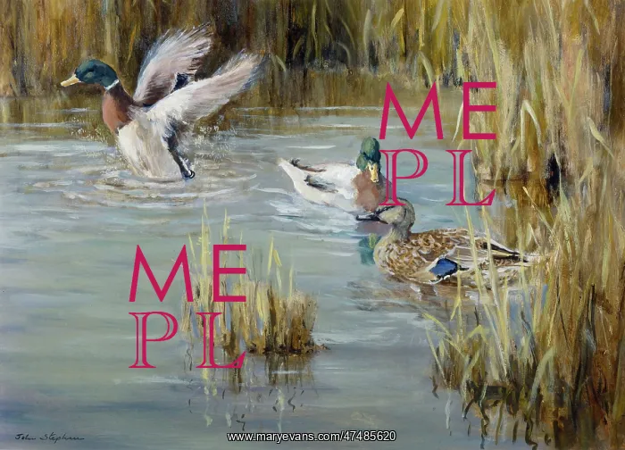  : Mallards ' duck and two drakes in pond