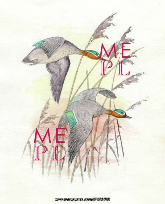  : Two Mallards in flight