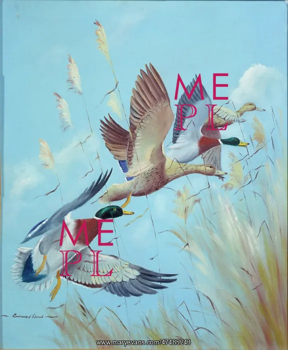  : Four Mallards flying over reeds