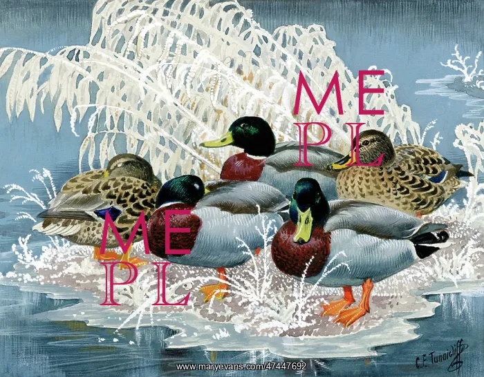  : Mallards on a Frozen Pond