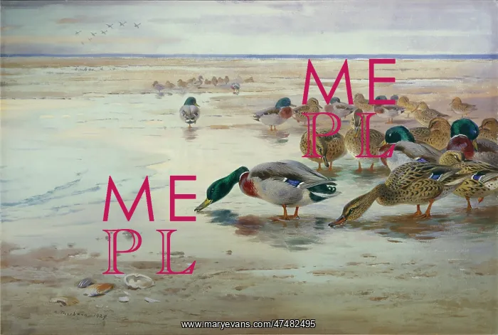 : Mallards on the Shore at Low Tide : Mallards on the Shore at Low Tide