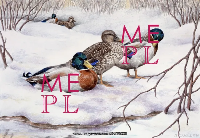  : Mallards in Snow
