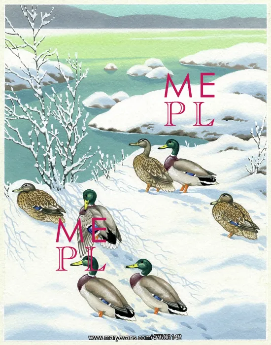  : Mallards in the snow by a lake