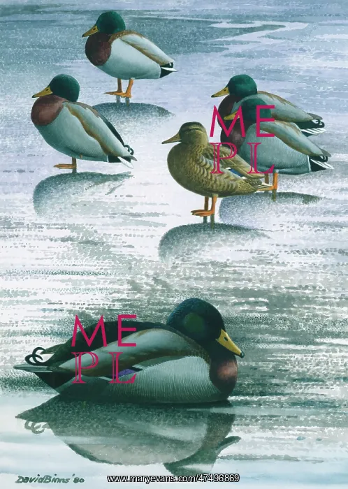 : Mallards thawing out ' ducks on ice : Mallards thawing out ' ducks on ice