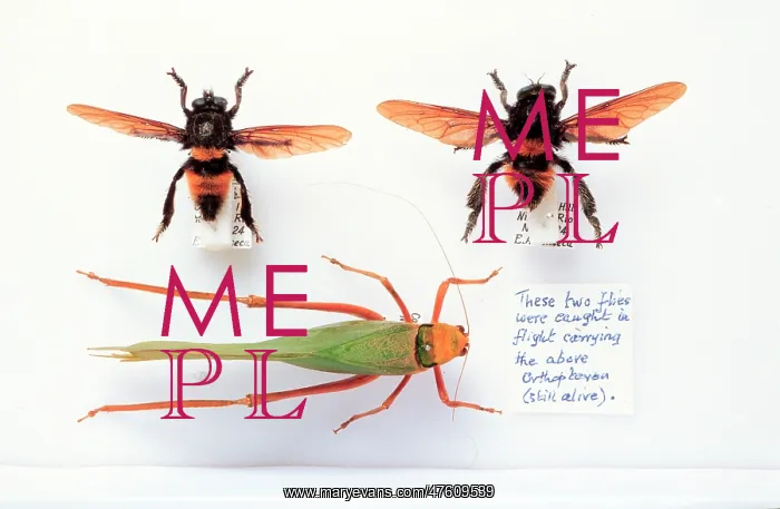 : Mallophora infernalis, robber flies : Mallophora infernalis, robber flies