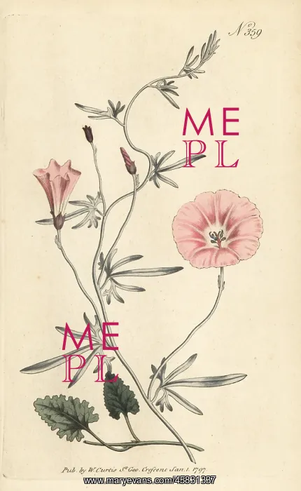 : Mallow bindweed, Convolvulus althaeoides : Mallow bindweed, Convolvulus althaeoides