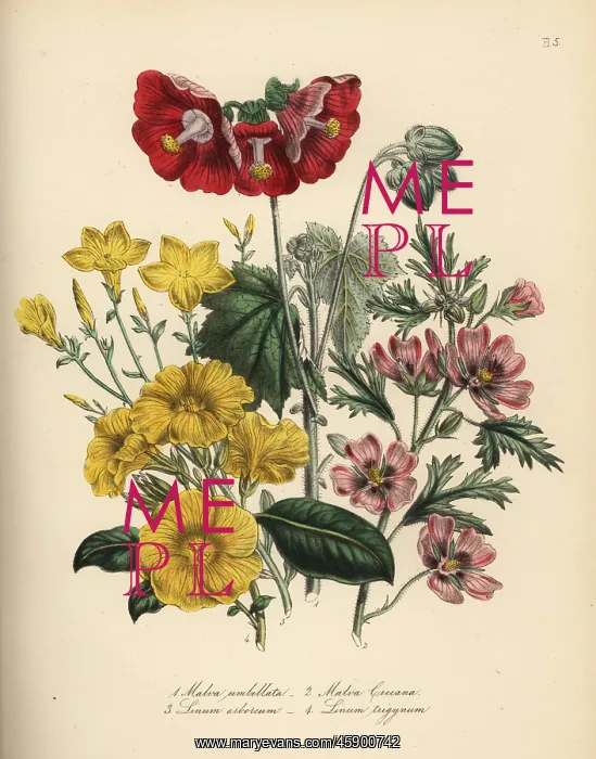  : Mallow and flax species