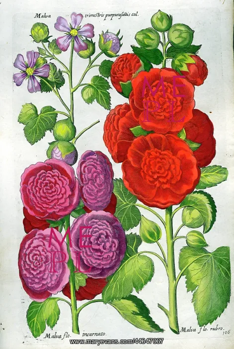  : Mallow - Hollyhocks