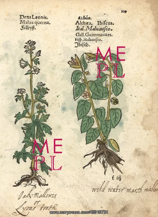 : Mallow, and marshmallow, Althaea officinalis : Mallow, and marshmallow, Althaea officinalis